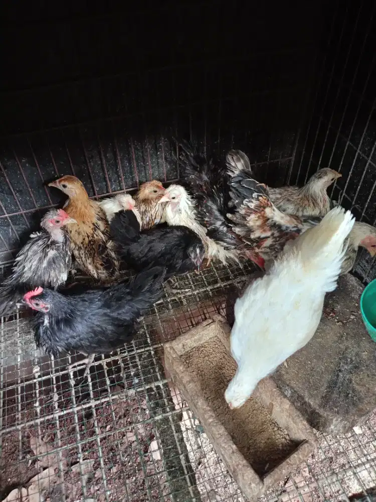 Jual anakan ayam Kate walik dan biasa
