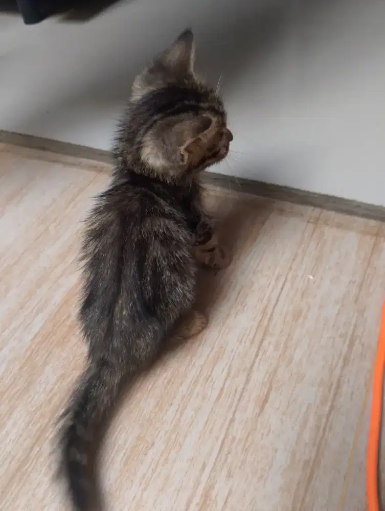 Kuocing belang jantan