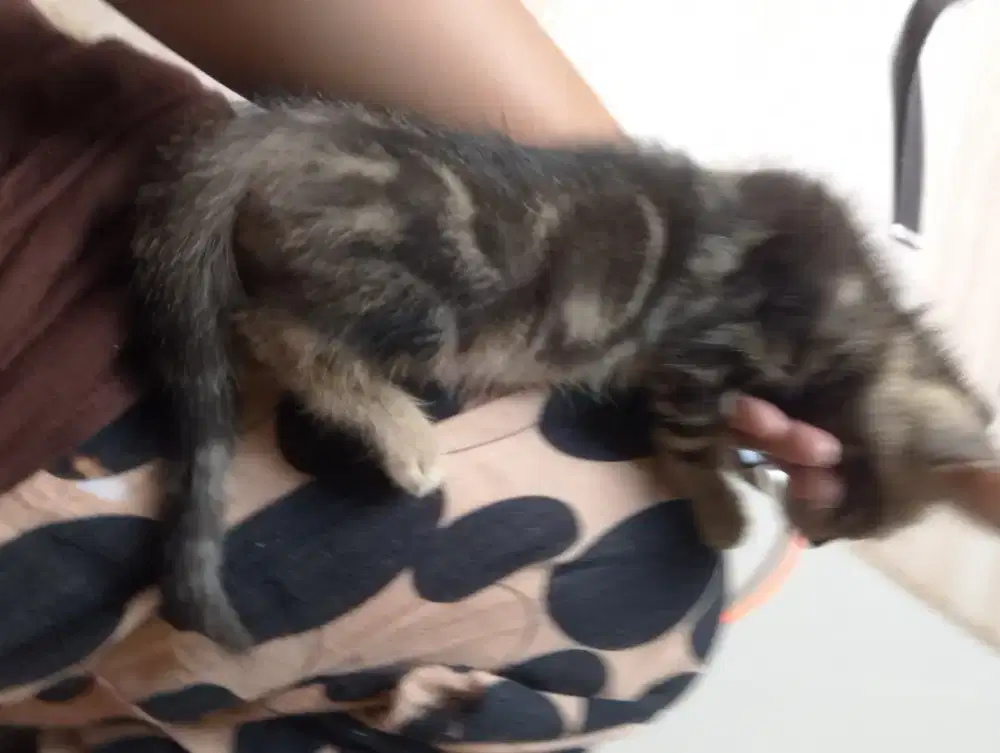 Kuocing belang jantan