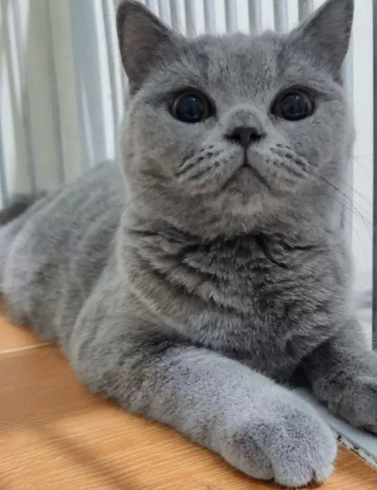 Kucing british shorthair betina bsh british short hair
