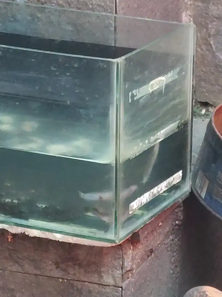 Jual anak ikan lele dan nila