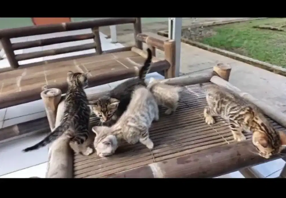 Kuocing belang jantan dan betina