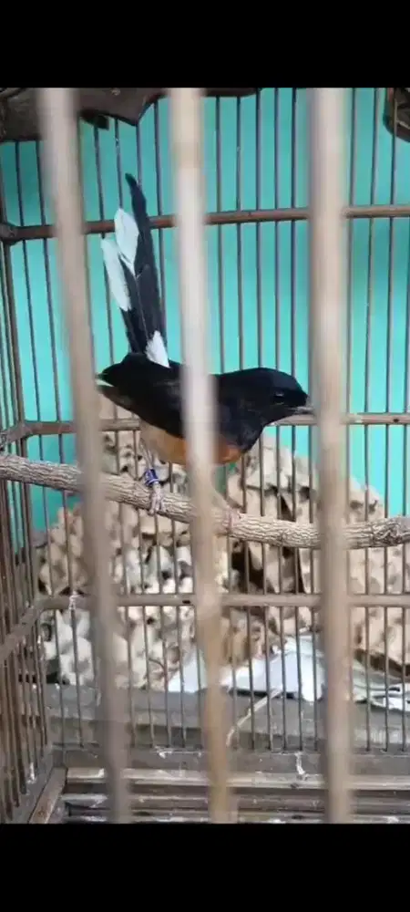 Murai batu split albino betina siapan
