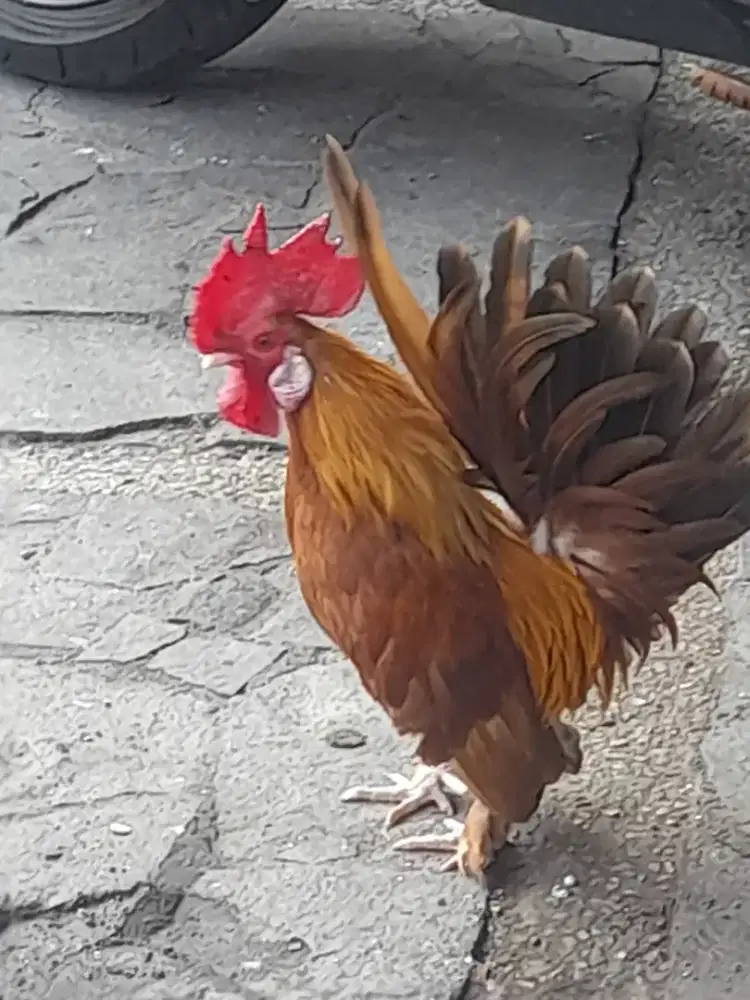 Ayam kate dewasa..jago kimpoy dan suaara keras