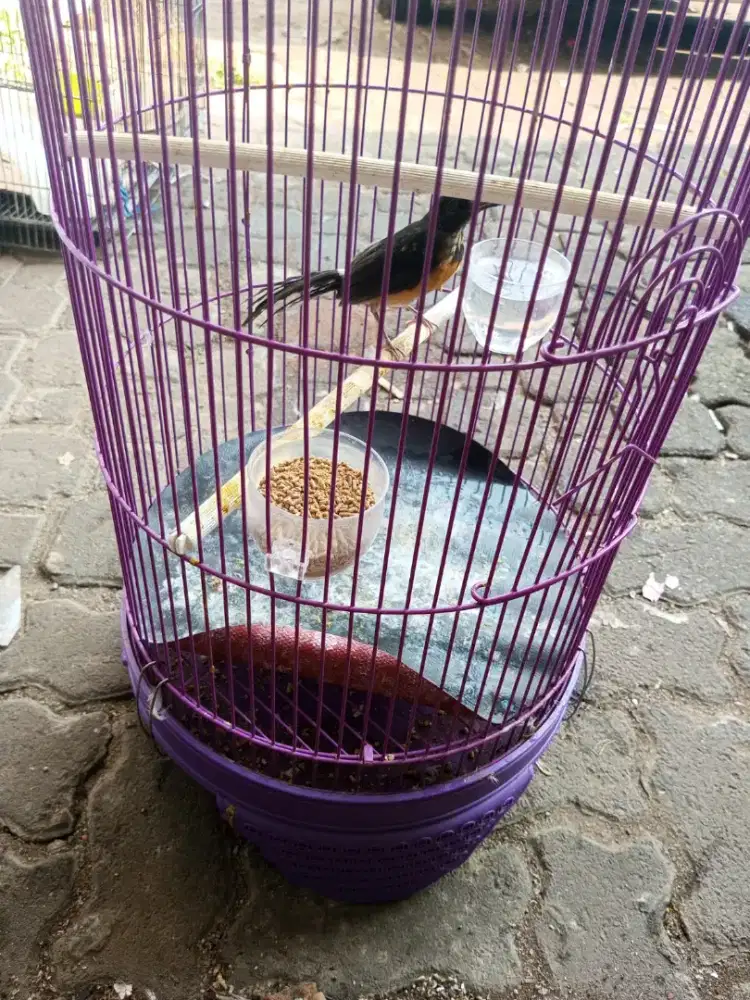 Burung Murai Batu Medan Fix Trotol Jantan