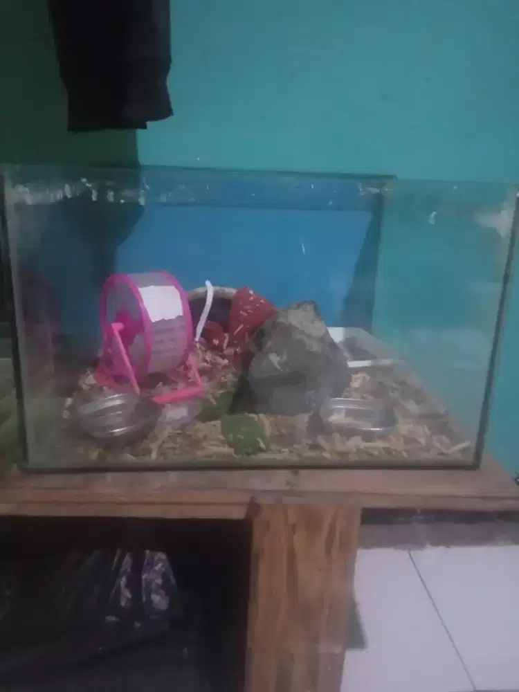 Aquarium murah meriah