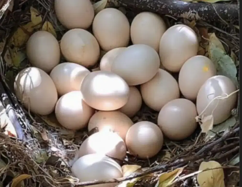 MENJUAL TELUR AYAM KAMPUNG