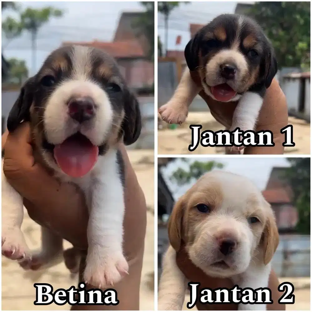 Open booking beagle puppy stambum