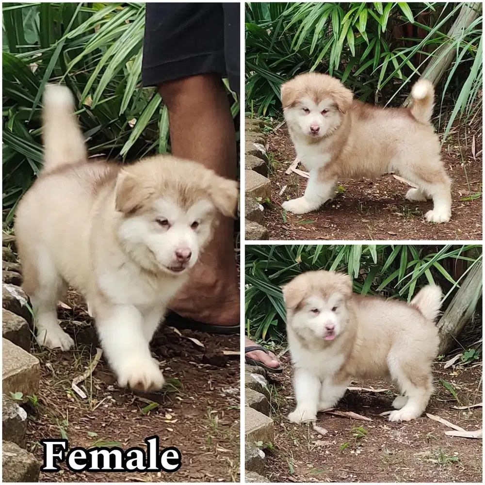 Alaskan malamute puppy betina stambum