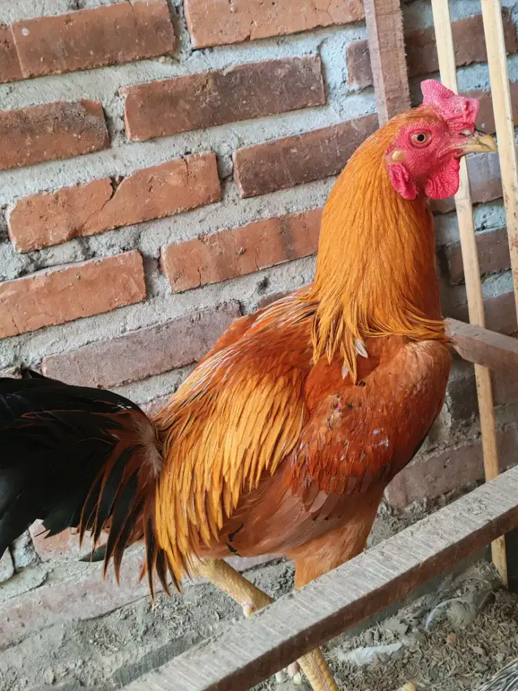 Ayam jantan ayam jago
