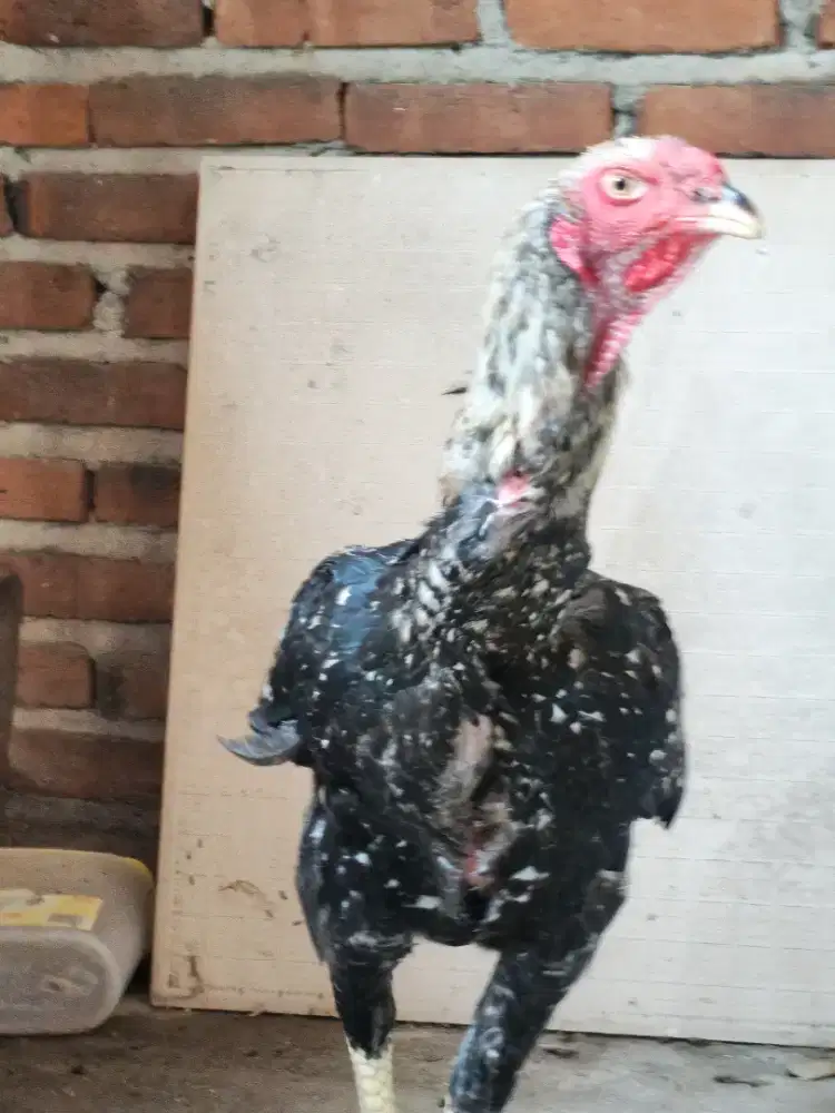 Ayam jantan ayam jago jumbo