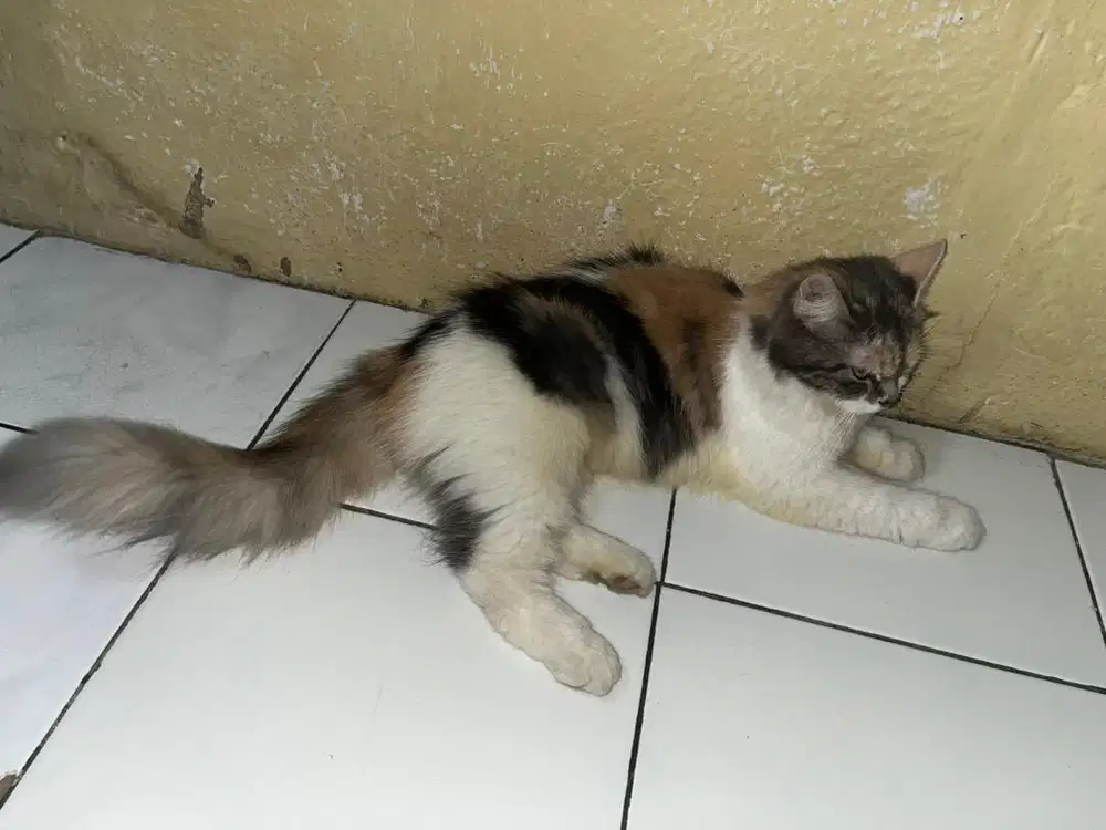 kucing persia calico
