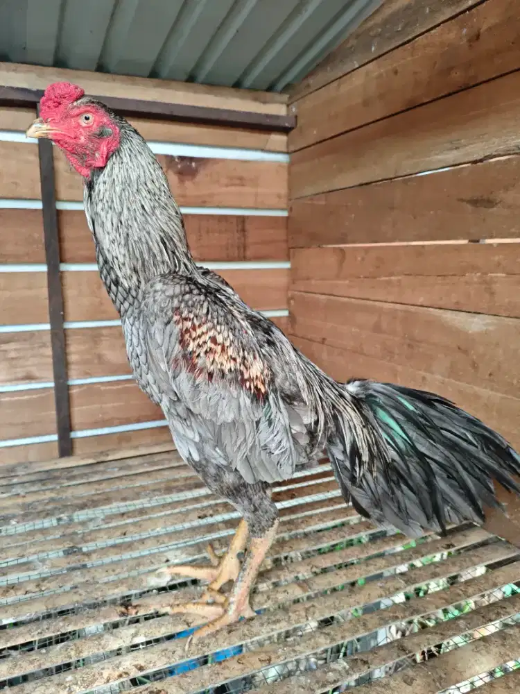 Ayam Muda Mangon