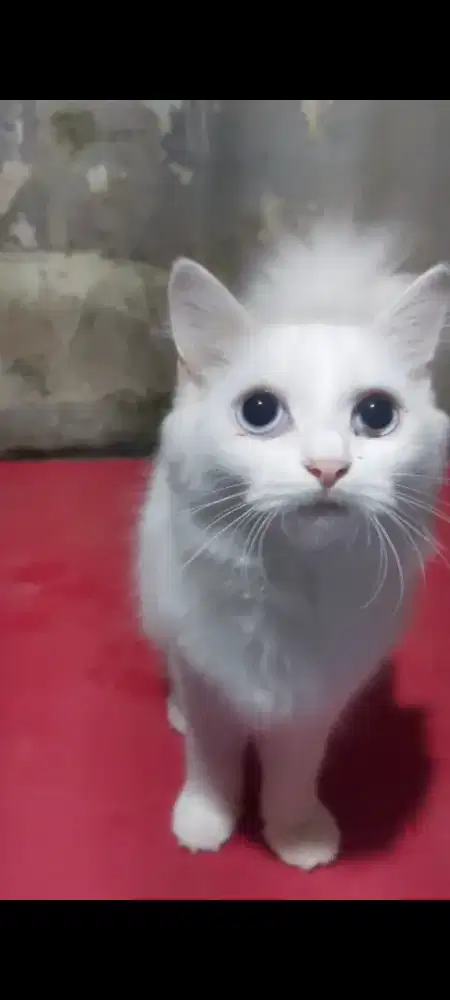 Kucing persia putih bersih
