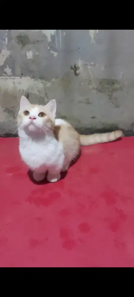 BSH Munchkin Jantan