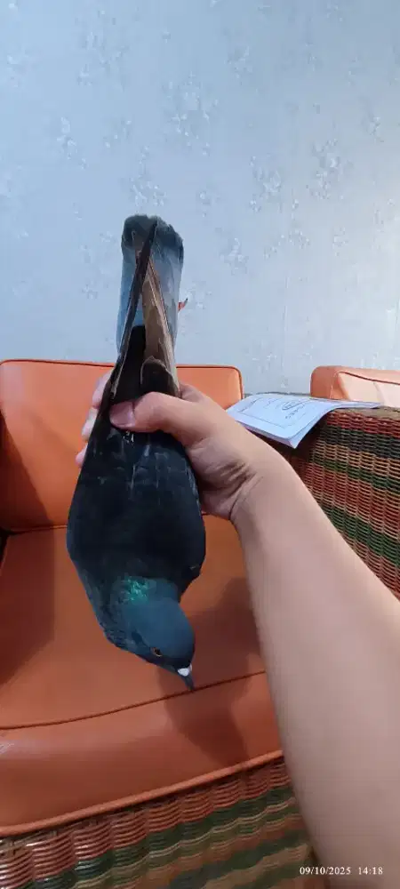 Burung dara merpati bujangan mewah