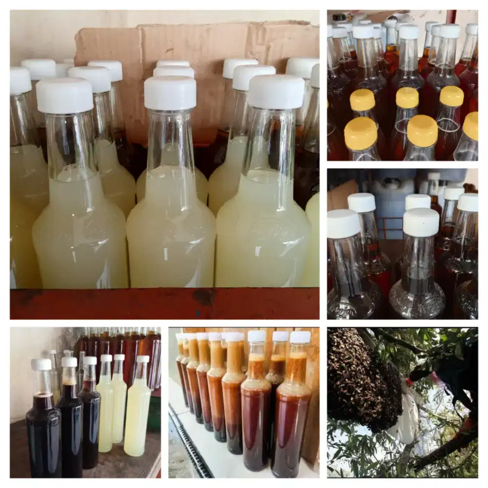 Madu asli hutan BIMA NTB