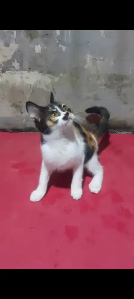 Kucing BSH Munchkin x Scootish Straight