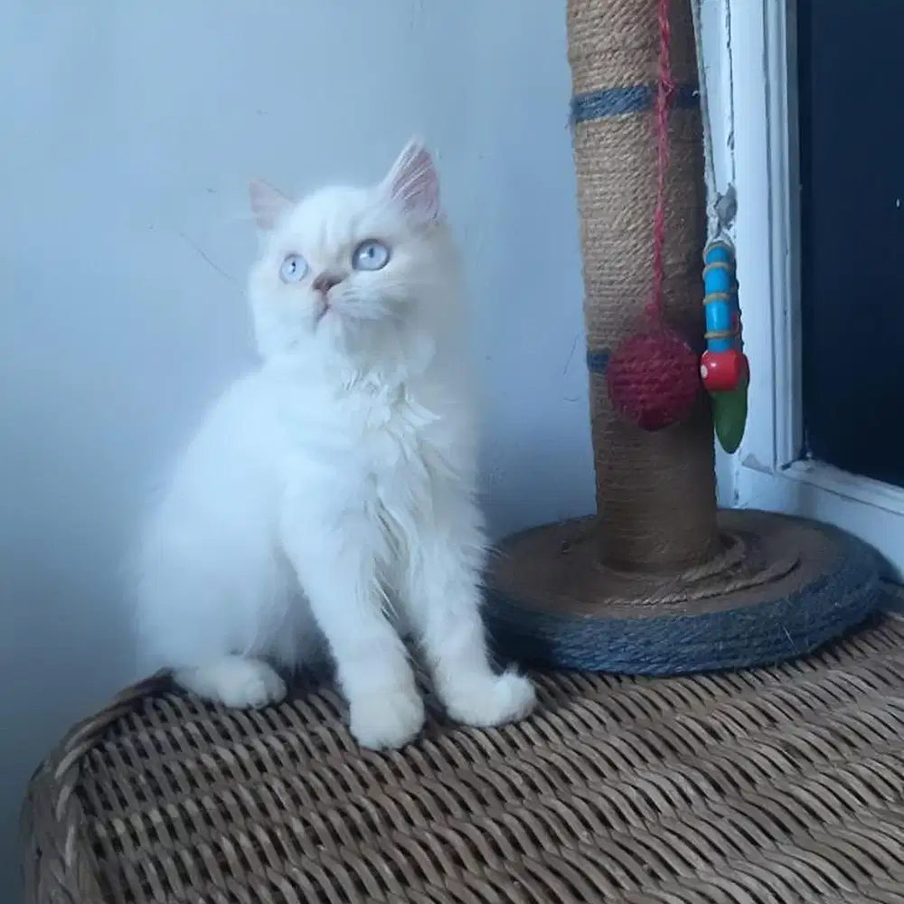 Kucing Persia Medium Jantan