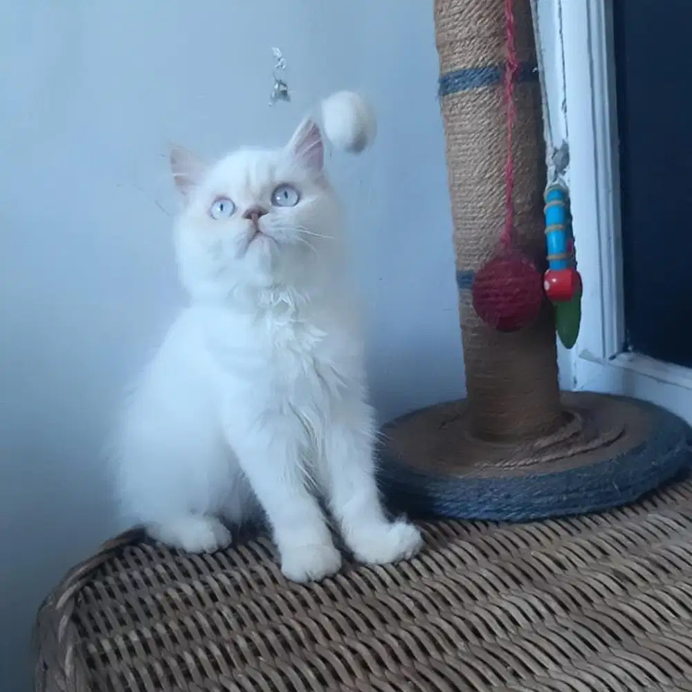 Anakan Kucing Persia Medium