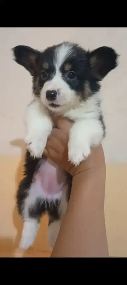 Dijual puppy welsh corgy