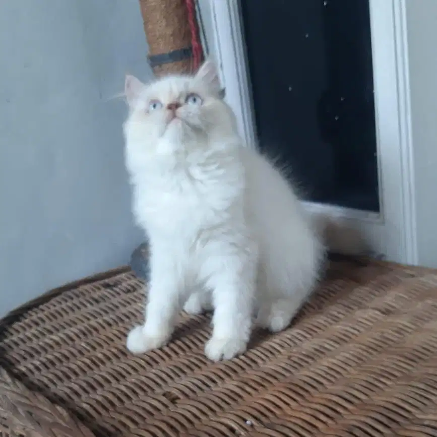 Kucing Persia Jantan