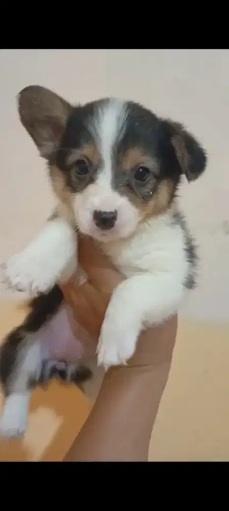 For sale puppy welsh corgi betina