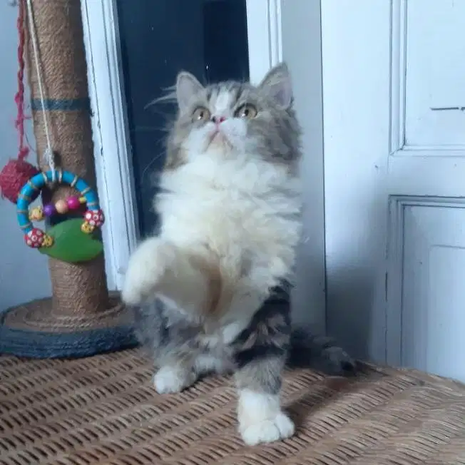 Kucing Persia Betina