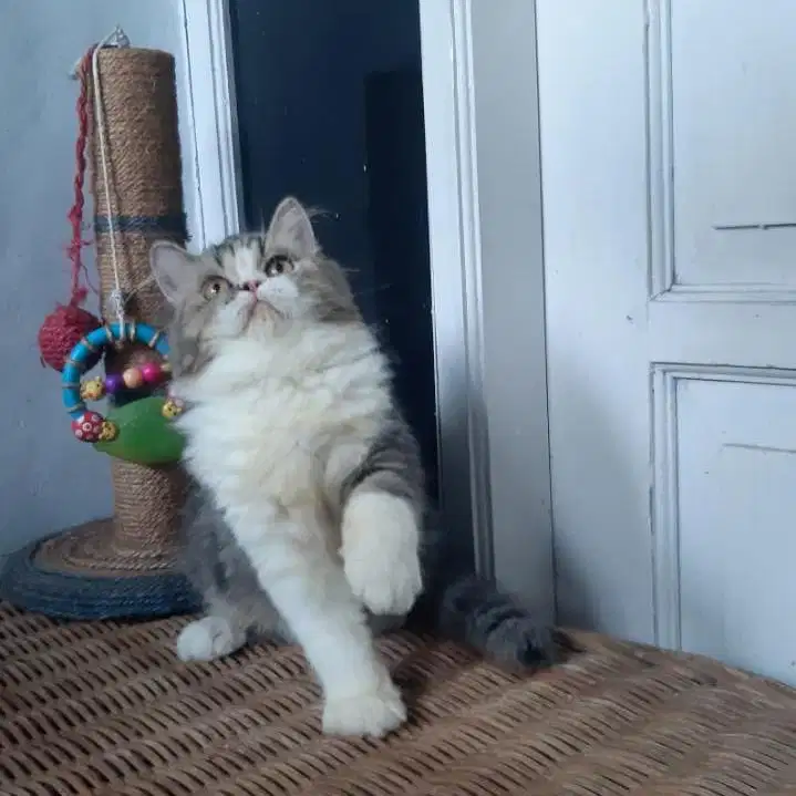 Kucing Persia Medium Betina