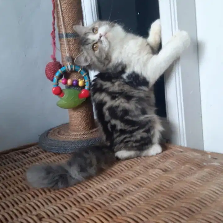 Kucing Persia Betina Calico