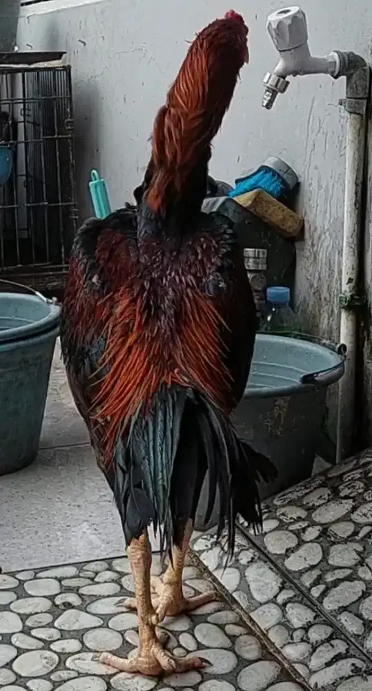 Ayam Bangkok Shamo Cross (silangan)