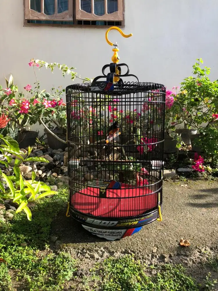 MURAI ORI HUTAN FULLSET DENGAN SANGKAR
