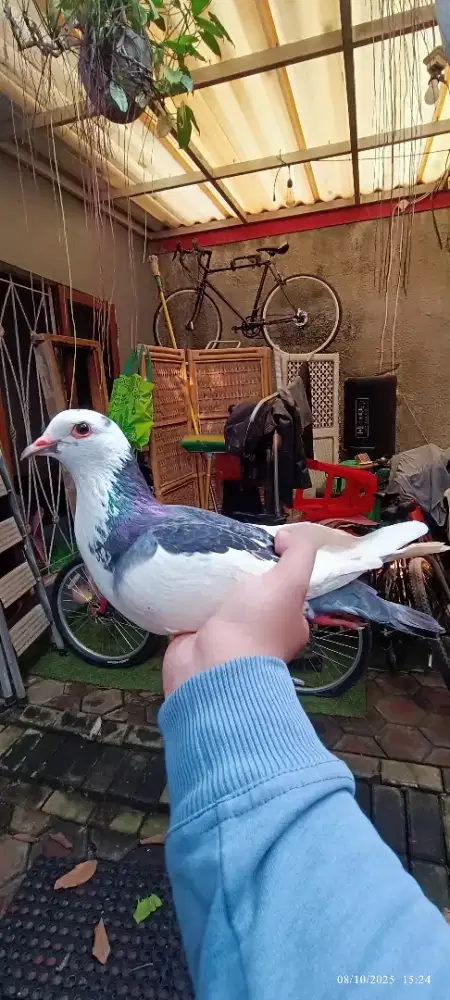 Burung dara merpati bujangan blantong