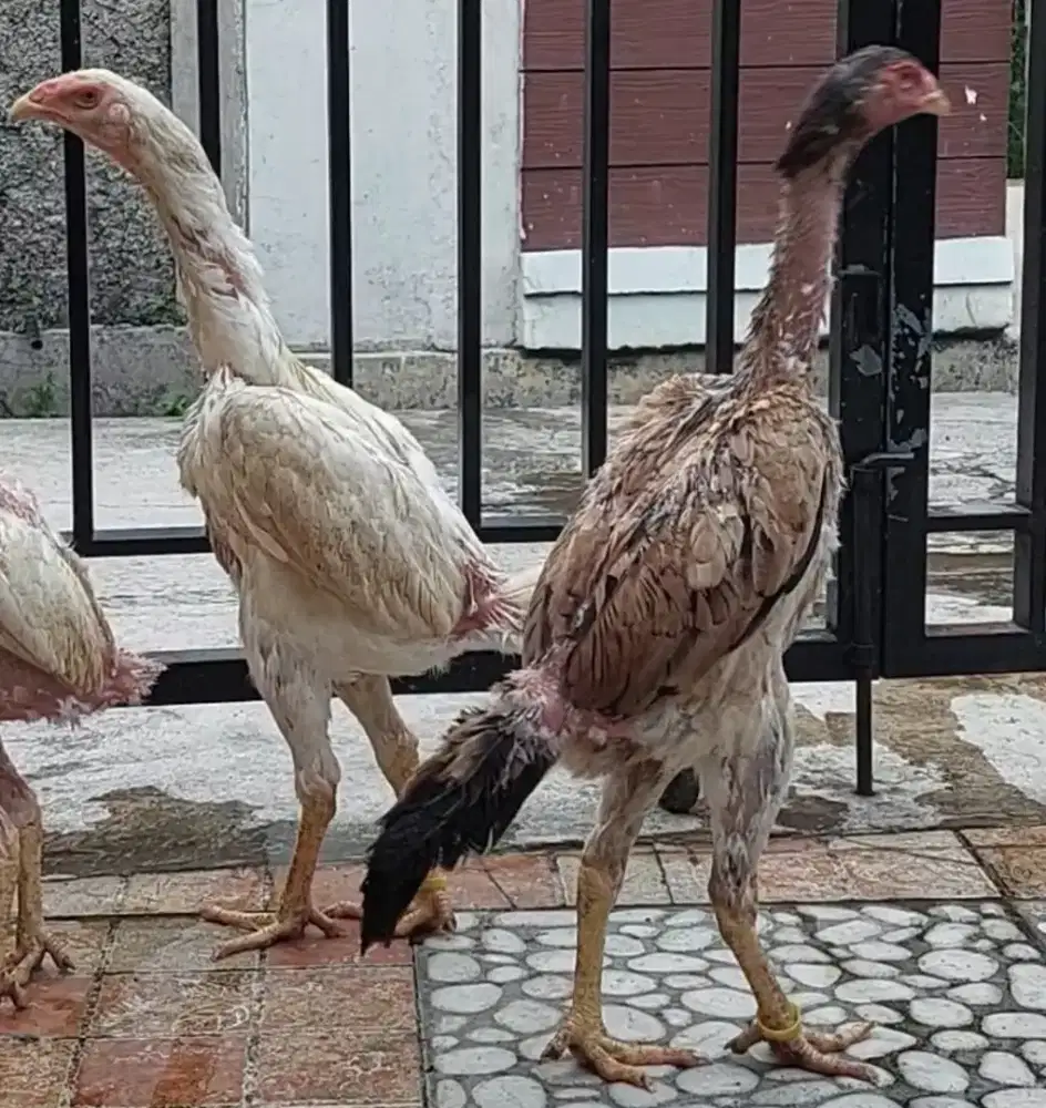 Ayam Shamo Eropa Original Line Zuchter