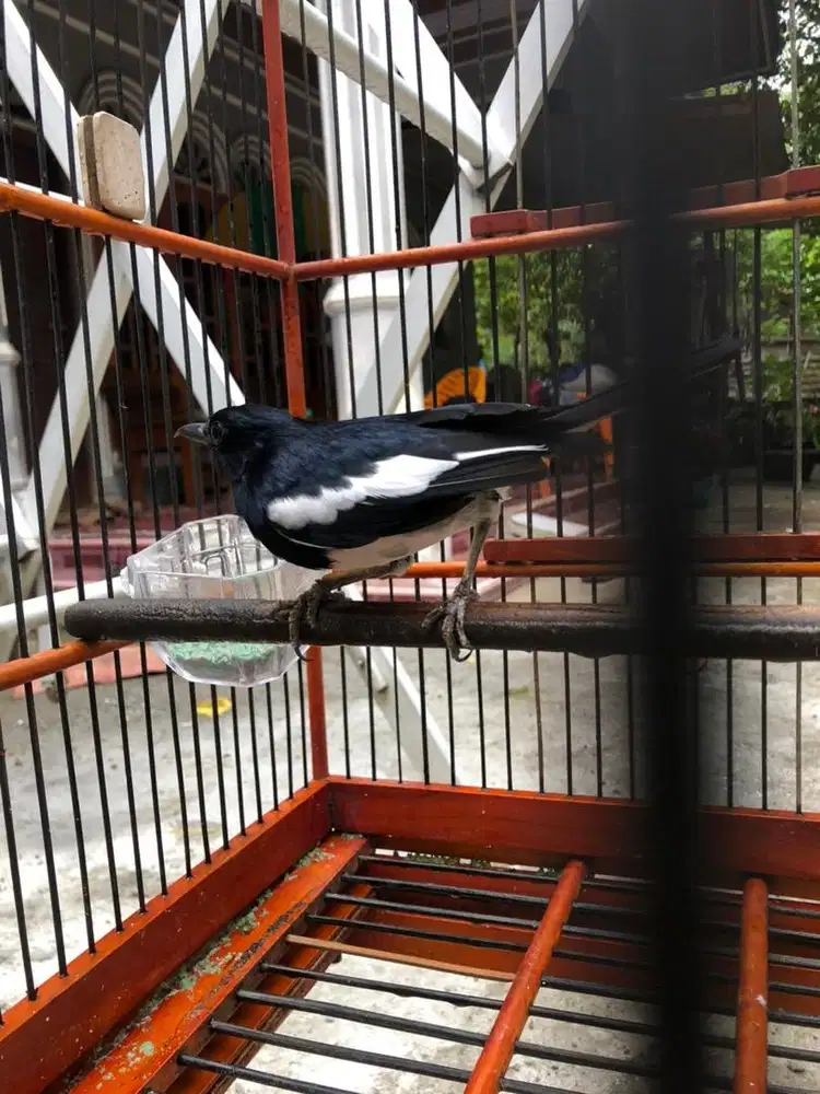 KACER FULLSET ORI HUTAN RAWATAN LAMA