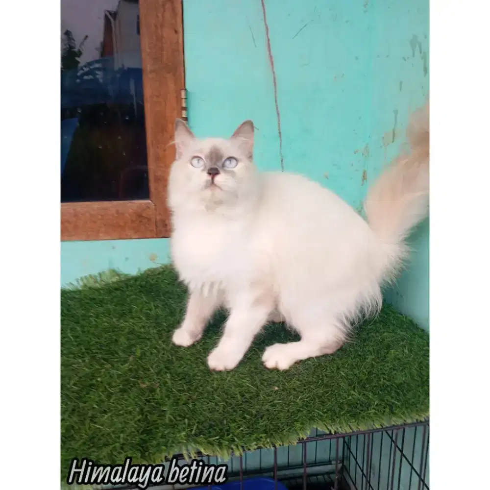Kucing Himalaya midol 4 bln