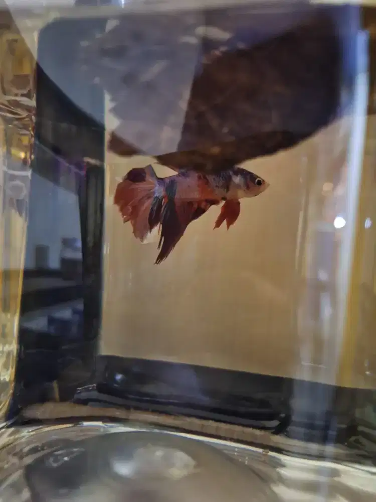 Ikan cupang plakat red koi 1pair