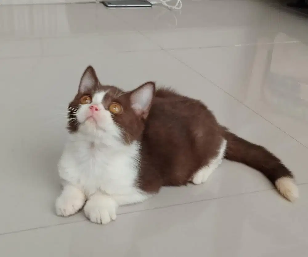 Kucing british shorthair kitten Bicolor Choco Murah