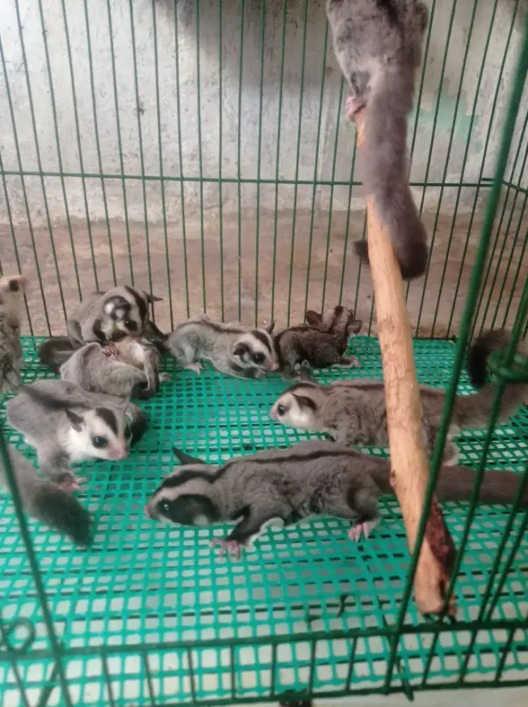 Sugar glider clasic grey white face