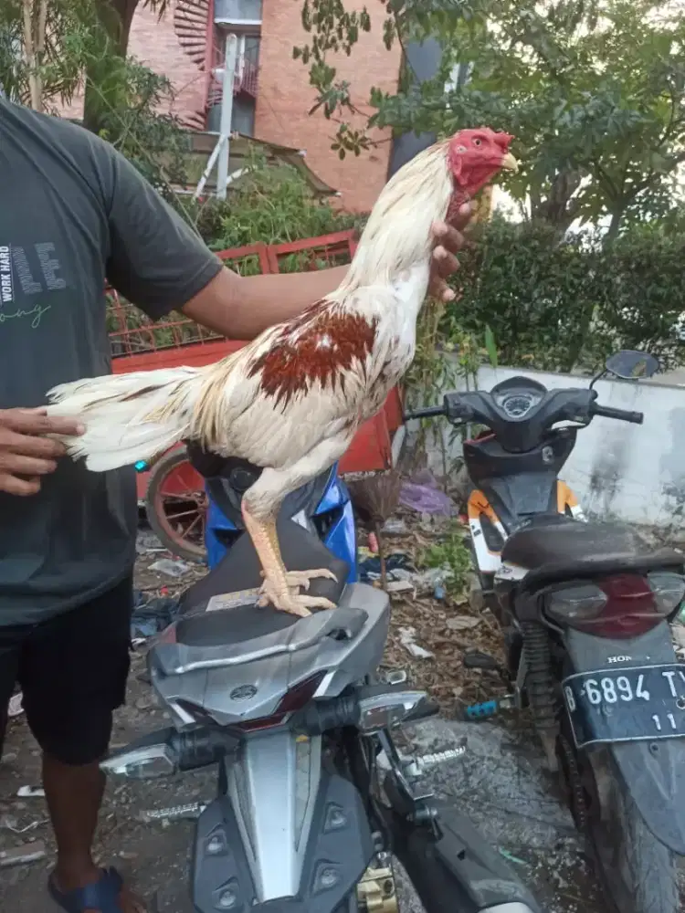 Ayam Bangkok plucker phakoy