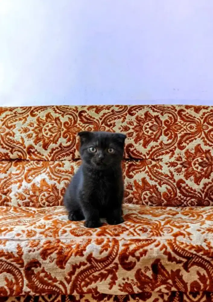 Kucing Munchkin Gaelic Black solid