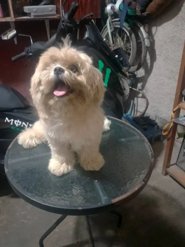 Anjing lucu menggemaskan