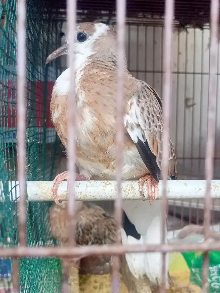 Tekukur Blorok Wild, Blorok Leopard Sepasang