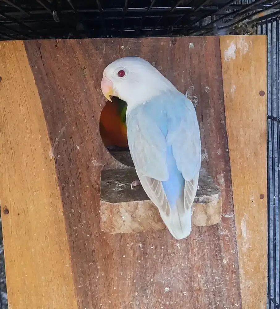 Lovebird Biola PF Blue Mata Merah jantan siapan