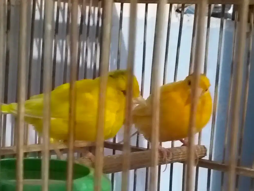 Sepasang kenari dewasa