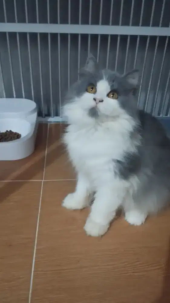 Open Adopt Bermahar Kucing Anabul BLH (British Long Hair) Usia 6.5 Bln