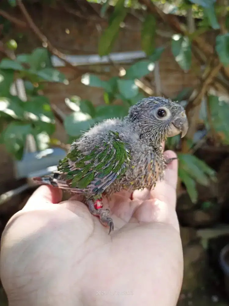 Lolohan Green Cheek Conure (GCC)