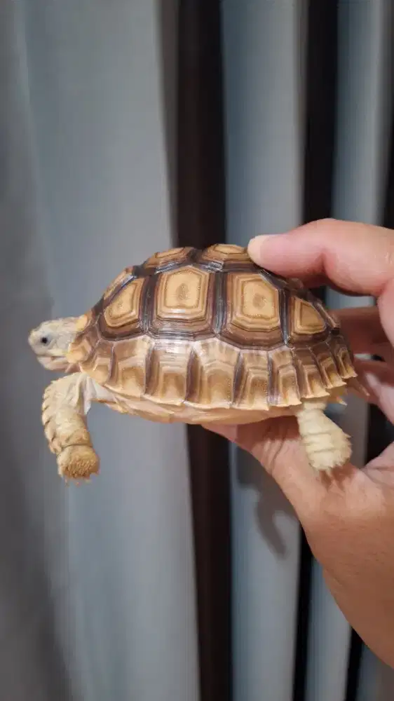 Kura Kura Sulcata corak Tiger Dome