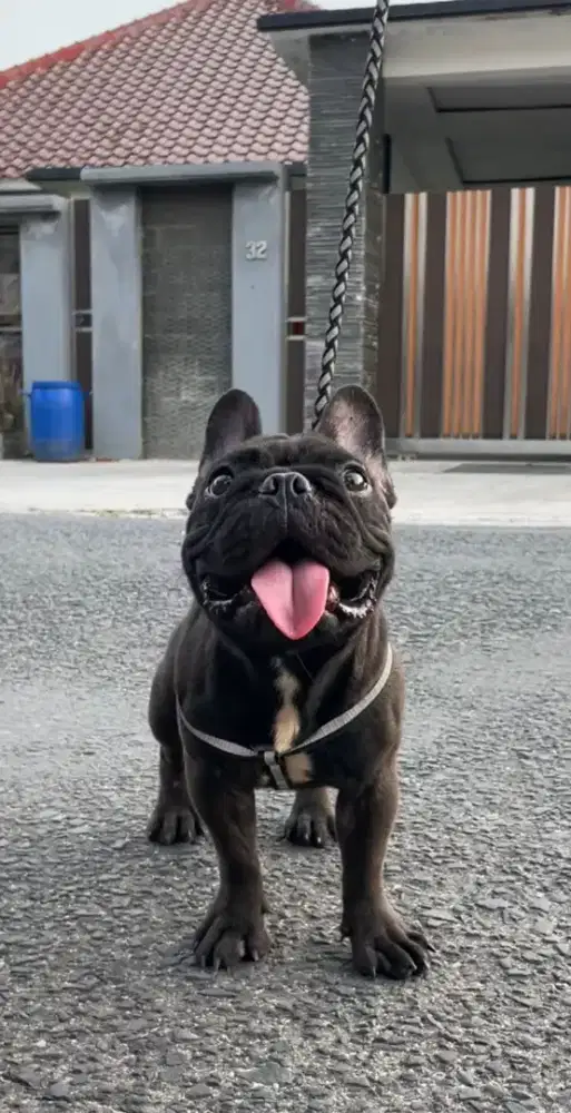 France bull dog good quality