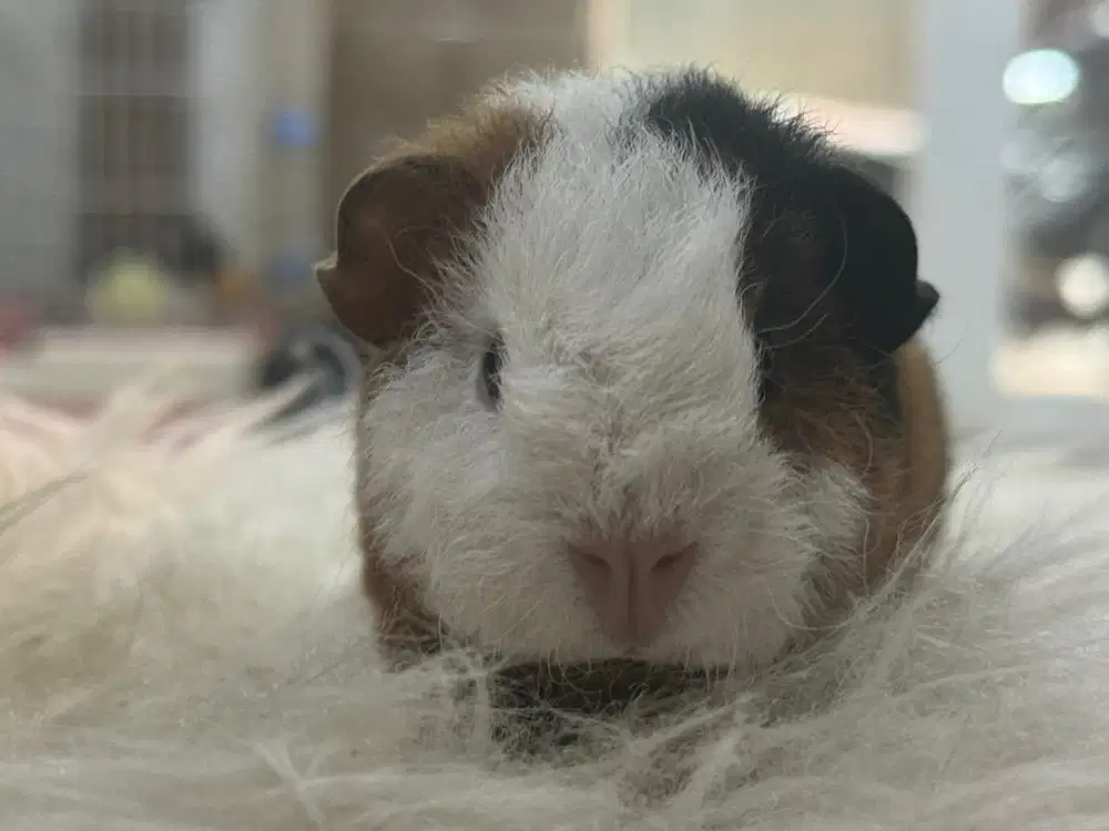 ADMIN PETSHOP DAN ONLINE MARKET PLACE